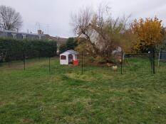 A large garden with chicken fencing in it and a chicken coop behind