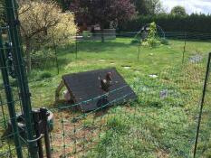 Chicken in garden with Omlet chicken fencing