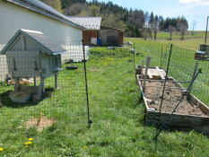 A large area for chickens behind chicken fencing with a white painted chicken coop inside