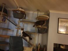 Three cats playing on their indoor cat tree
