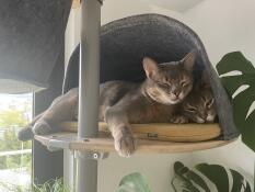 Two in a tree house