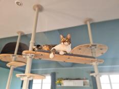 A cat on the shelf of his indoor cat tree