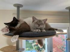 Cats sharing Freestyle platform on indoor cat tree by rachel stanbury 