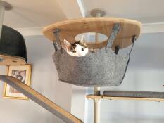 A cat enjoying the hammock of his indoor cat tree