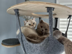 Room for two