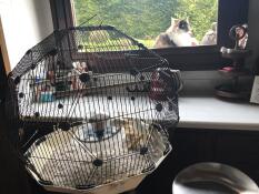 A Geo bird cage but a window with a cat outside.