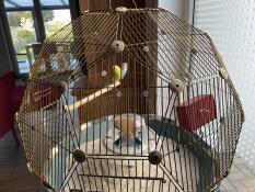 Two birds in the Omlet Geo bird cage