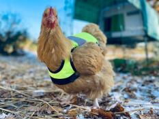 Nuggets in yellow vest 