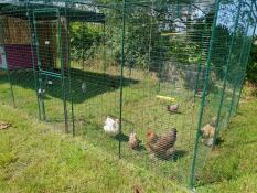 A large walk in run with chickens inside and a purple Eglu Cube