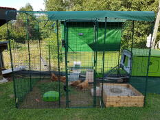 A large walk in run setup for chickens with a large green Eglu Cube attached and chickens inside
