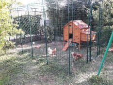 Wooden chicken coop in Omlet walk in chicken run