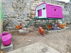 Omlet purple Eglu Cube large chicken coop with chickens