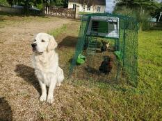 A dog guarding the chickens in their chicken coop with 3m run