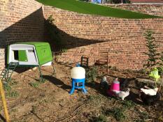 An Eglu Cube chicken house underneath a covered area.