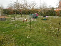 A large garden with chicken fencing a purple Cube chicken coop and a run