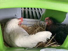 Chickens in green Eglu Cube large chicken coop