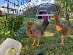 2 chickens about to eat an apple in the run of their pink coop