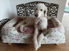 HuGo makes himself comfortable on the new dog bed with a new scarf.