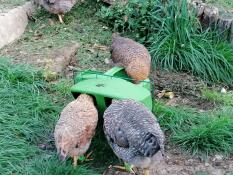 A chicken feeder and a drinker on a stand