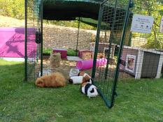 The pleasure of munching on the grass right in front of the enclosure.they know the limit🤣