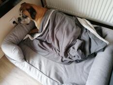 A dog relaxing on a dog bed with a blanket on top.