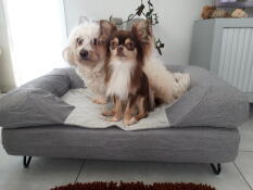 2 dogs sitting together on their grey dog bed with bolster