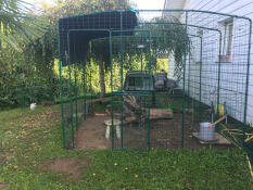 Omlet walk in chicken run and Omlet green Eglu Cube large chicken coop
