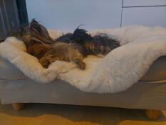 York shepherd terrier 