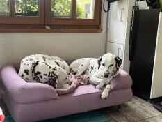 Pauli and cleo