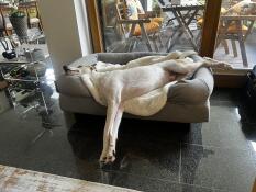 Max after swimming