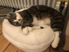 A cat resting in his white donut cat bed