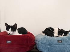 Stella and figaro loving their Maya beds!