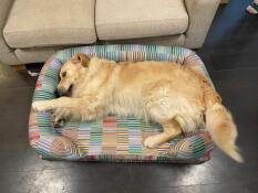 A Golden retriever lying in the pawsteps electric bolster dog bed.