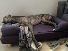 A dog sleeping in his blue bed
