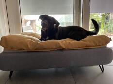 A happy brown dog on his grey bed with yellow beanbag topper