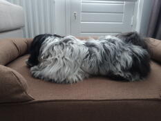 My shih tzu loves his bolser bed. as do i. he sleeps in it every night from day one. i am so glad i came across Omlet 's site during my search for a nice bed for my little dog.