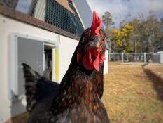 I used the mounting bracket to attach the Autodoor to my coop.