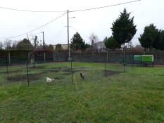 Two chickens behind chicken fencing in a garden with an Eglu Cube chicken coop