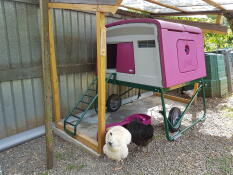 A black and a white chicken outside a purple Cube chicken coop