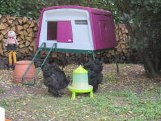 Chickens eating from feeder in front of Omlet purple Eglu Cube large chicken coop
