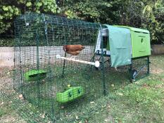 A green Eglu Cube with a run attached and a cover over the top, with a chicken perched on a wooden pole inside