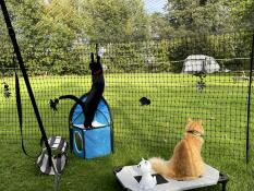 Two cats inside chicken fencing