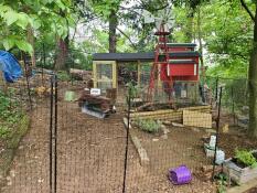 Chicken Habitat