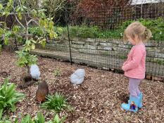 A little girl looking at her chickens within their fencing