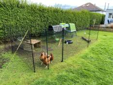 Three chickens wandering in their garden, safe within their fencing