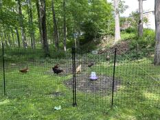 Rocky and his ladies enjoying their Omlet chicken turn out.