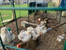 4 brahma chicks on a perch (and one on the floor)  - a better photo than the last?!