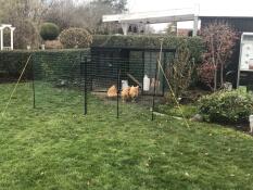 Four chickens pecking on some food surrounded by an Omlet ltd fence.