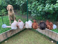 Dog watching chickens perching on Omlet universal chicken perch in Omlet walk in chicken run