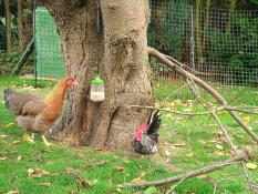 Chicken with Omlet peck toy and Omlet chicken fencing